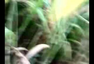 cute girl gets naked in field ...